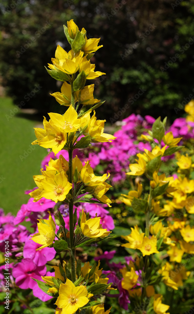 Obraz premium Yellow loosestrife grows against a colourful floweres