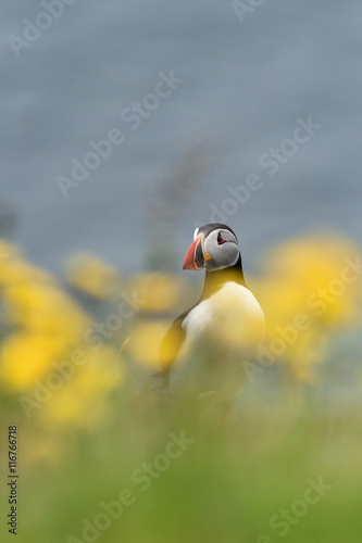 Puffin with flowers. Iceland.