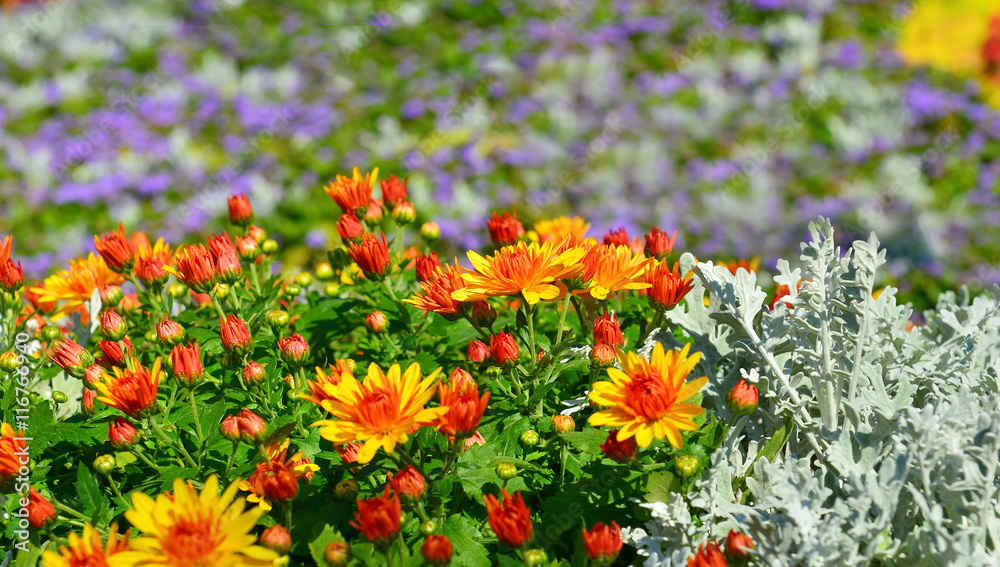 Chrysanthemums