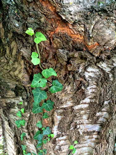 Efeu an altem Baum photo