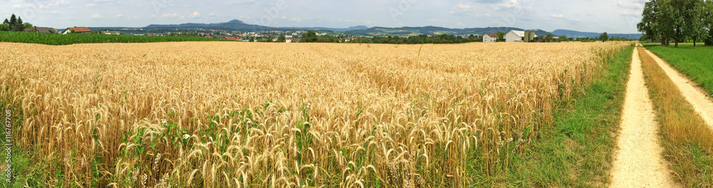 Reifer Roggen, Feld in Deutschland, Panorama Reifer Roggen, Feld in Deutschland, Panorama