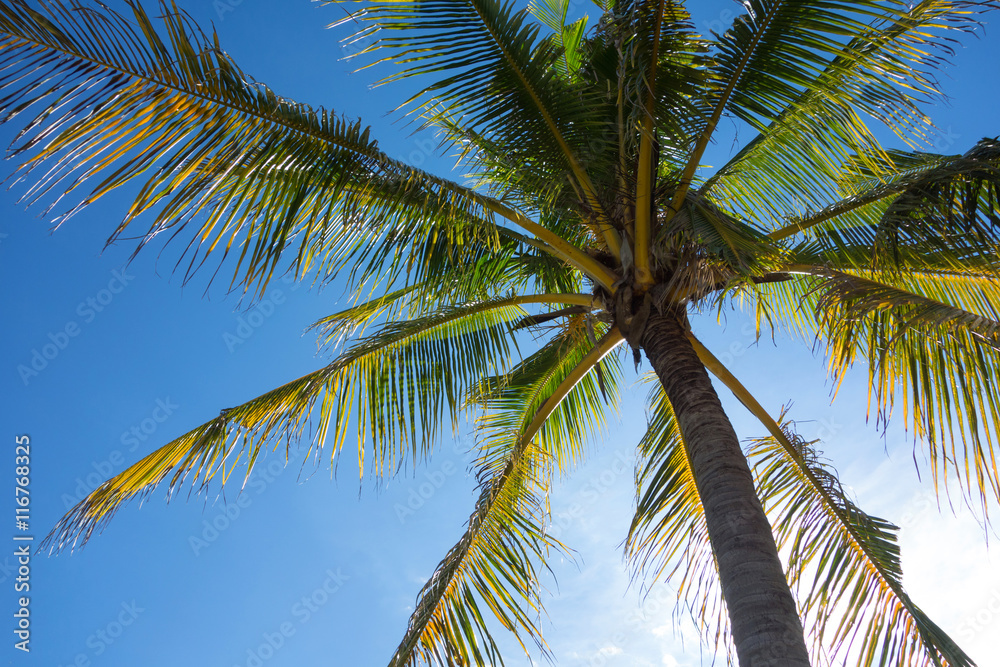 coconut tree with blue sky background coconut tree with blue sky background