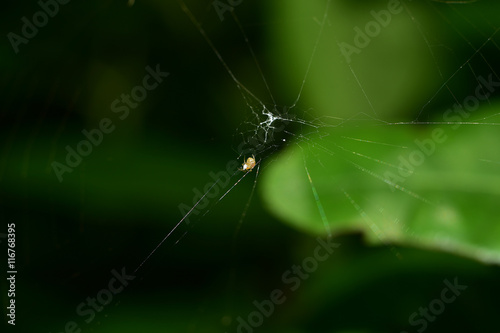 macro spider