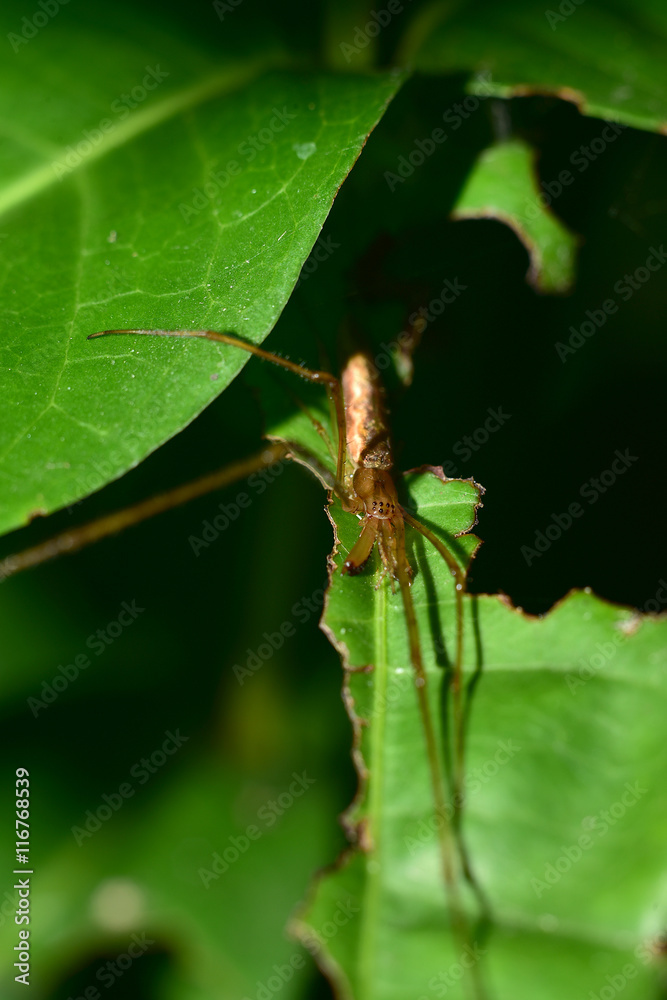 Fototapeta premium macro spider