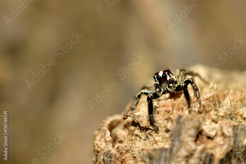 jumping spider. Macro. Small jump spider in the forest Thailand © amornchai