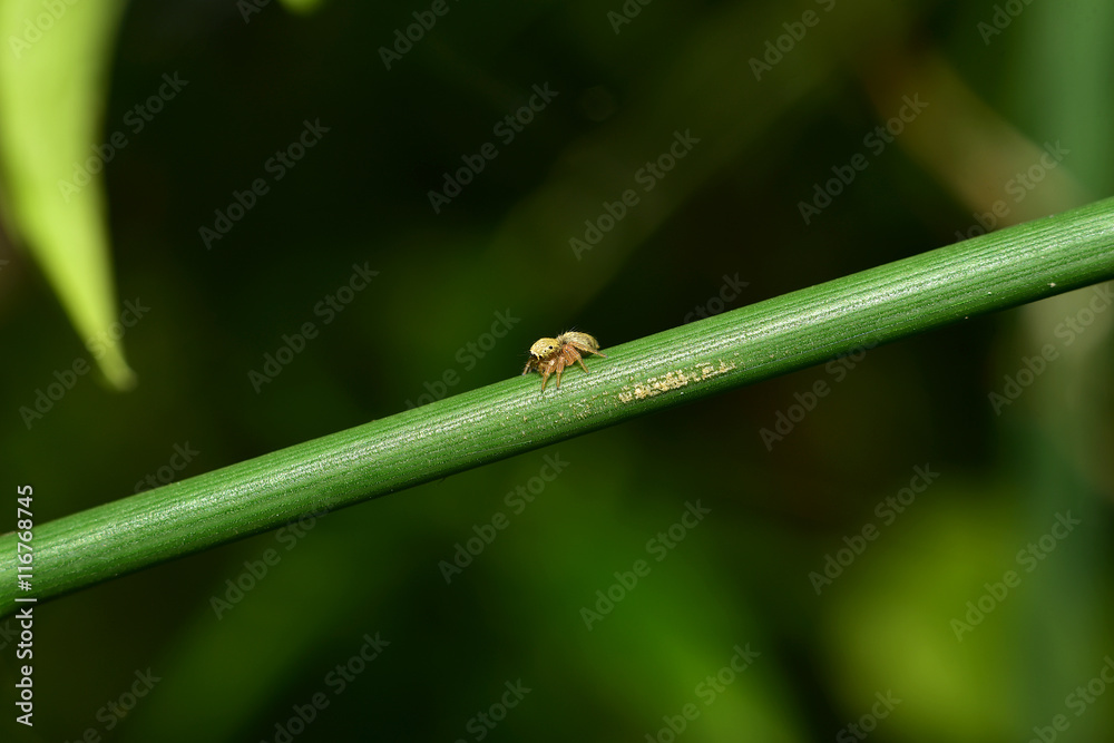 Obraz premium jumping spider. Macro. Small jump spider in the forest Thailand