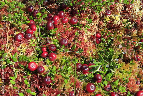 Cranberries growing in fen.