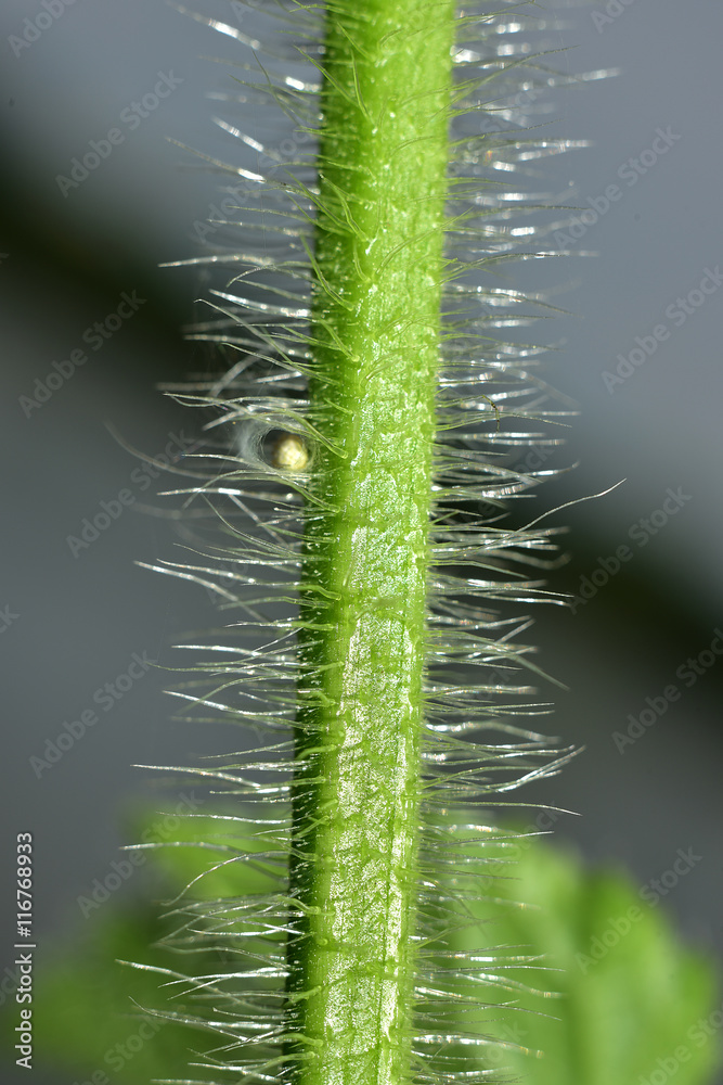 spider.super macro shot vine of plant beautiful background spider.super macro shot vine of plant beautiful background