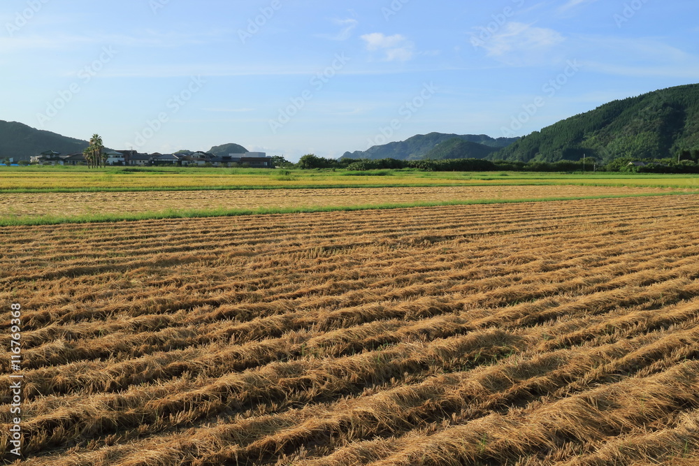 稲刈りのすんだ田んぼの風景