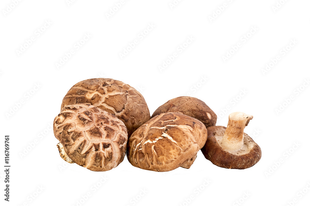 Shiitake mushroom on the White background Shiitake mushroom on the White background