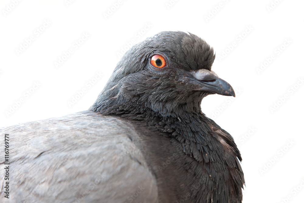 Zwarte duif op een witte achtergrond Stock Photo | Adobe Stock