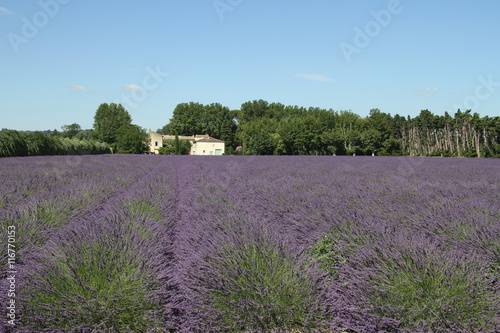 Lavender field In Provence, France