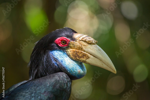 Close-up of the male Hornbill, Borneo, Malaysia.