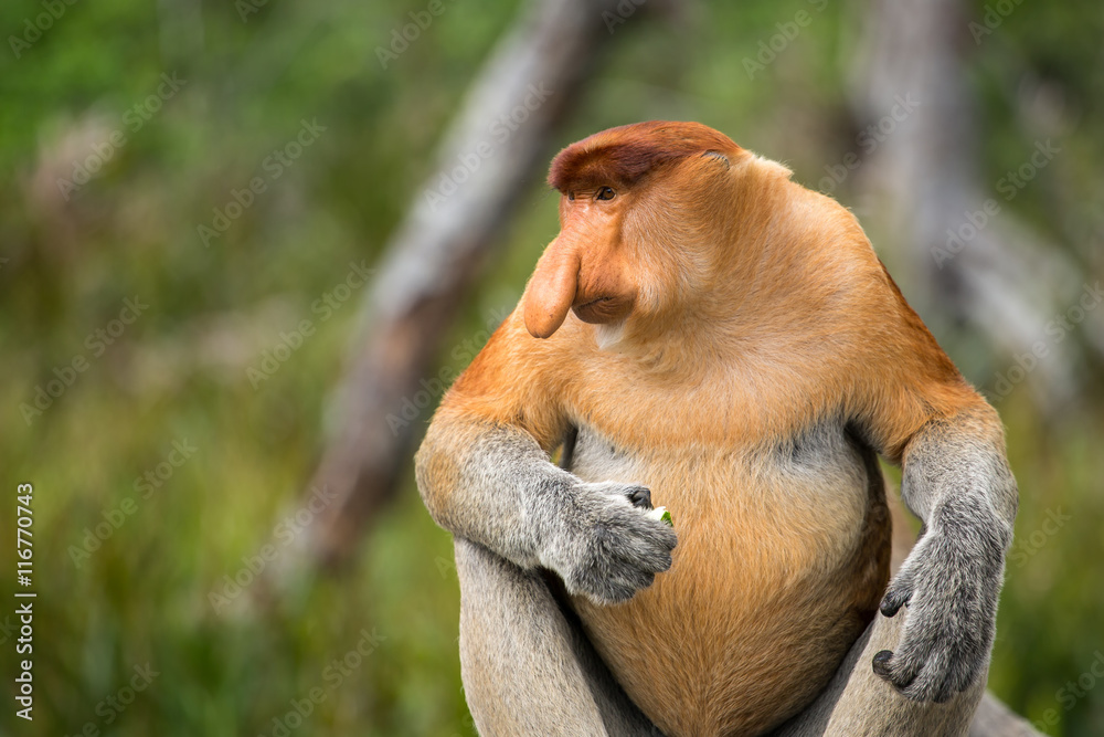 Naklejka premium Proboscis Monkey (Nasalis larvatus) endemic of Borneo. Male portrait with a huge nose made in Labuk Bay Proboscis Monkey Sanctuary, Sarawak.