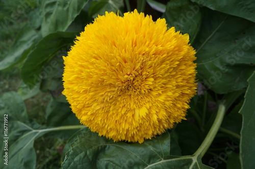 Fototapeta Naklejka Na Ścianę i Meble -  One yellow sunflower 'Teddy bear' close up