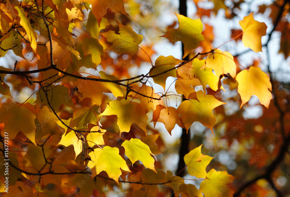 Colorful autumn leaves - sunny bright autumn look-and-feel Colorful autumn leaves - sunny bright autumn look-and-feel