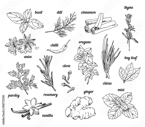 Vintage vector sketch herbs and spices. Flavor cooking spices