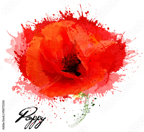 Fototapeta Naklejka Na Ścianę i Meble -  Beautiful watercolor flower poppy drawing. Vector.