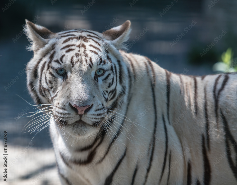 Obraz premium big white Bengal tiger