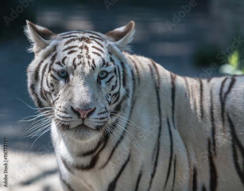 big white Bengal tiger