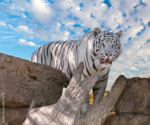 Fototapeta Naklejka Na Ścianę i Meble -  big white Bengal tiger