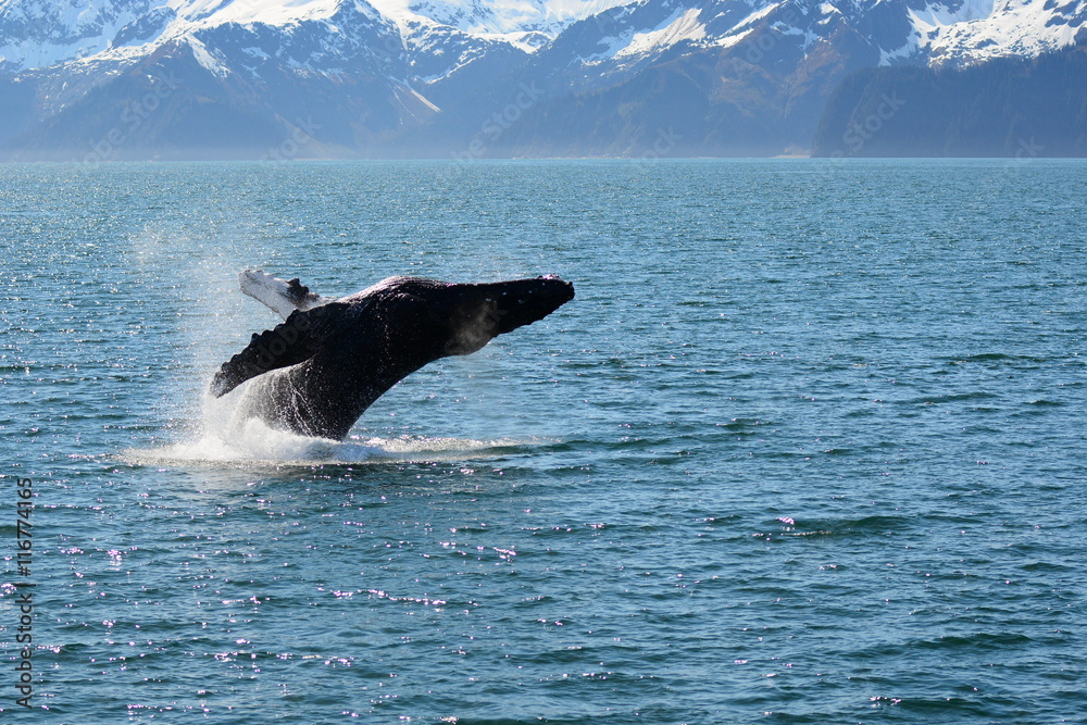 Fototapeta premium Gray Whale