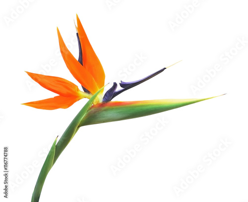Fototapeta Naklejka Na Ścianę i Meble -  Bird of paradise flower, isolated on white background.