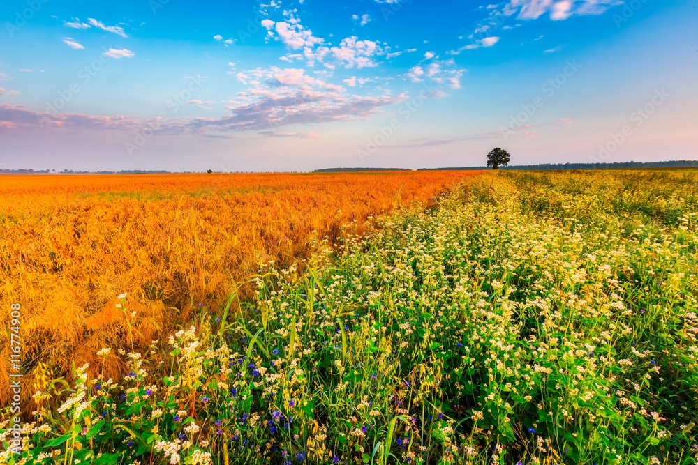 Summer sunrise over blooming buckwheat field with weeds