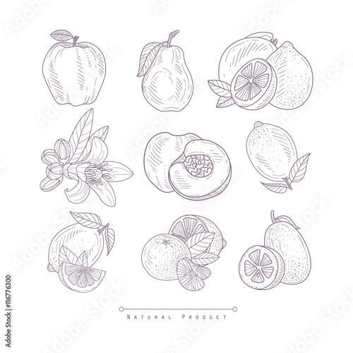 Fresh Vegetables Isolated Hand Drawn Realistic Sketch