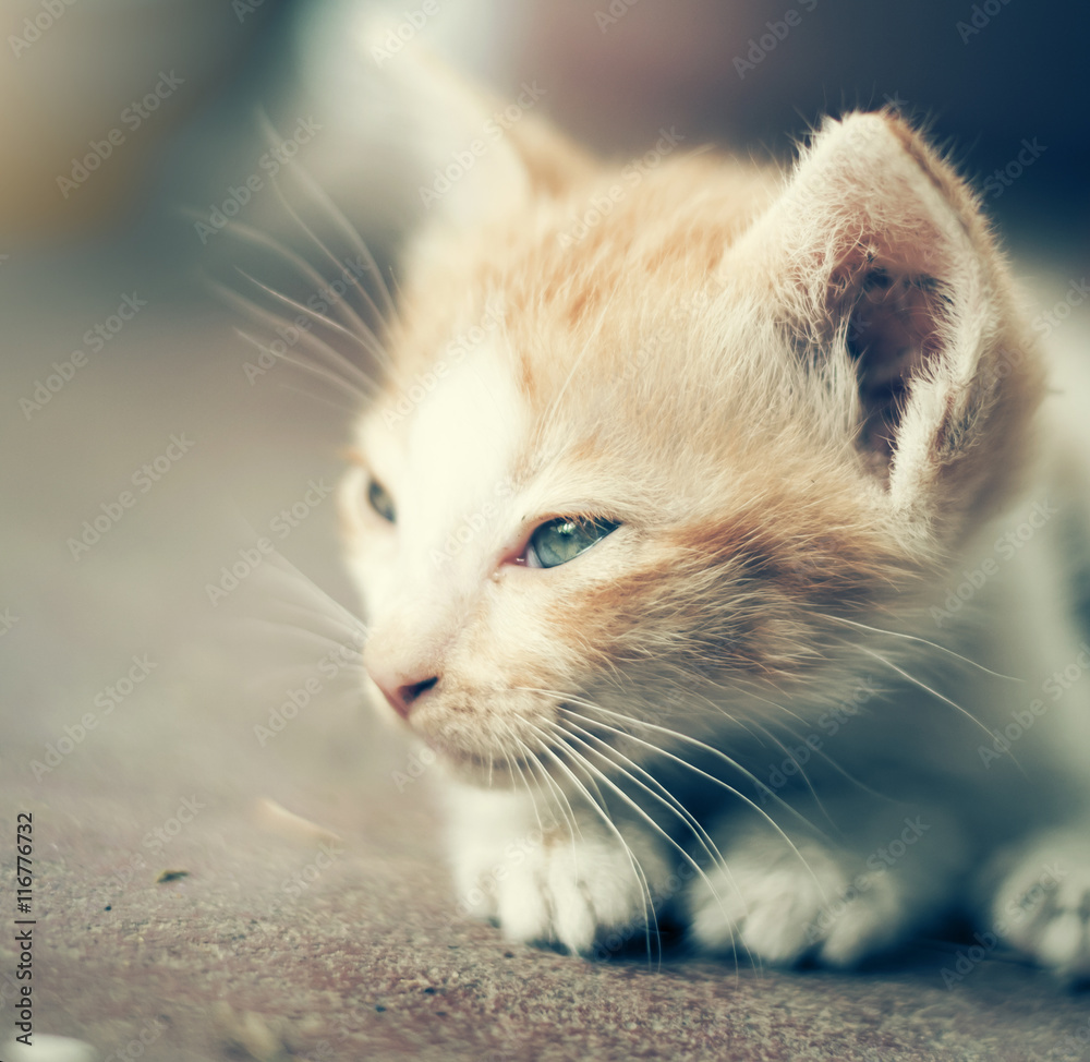 Dramatic moment A group of different kitten sleeping on the floo Dramatic moment A group of different kitten sleeping on the floo