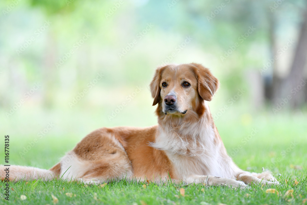 Portrait of golden retriever dog in park