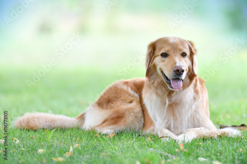 Portrait of golden retriever dog in park