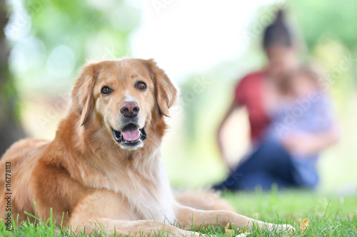 Fototapeta Naklejka Na Ścianę i Meble -  Golden retriever dog in park, people in background