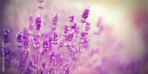 Soft focus on lavender due to the use of color filters - lavender in my flower garden