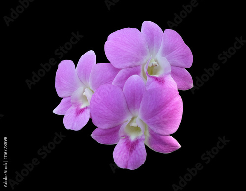 Group of three Pale pink dendrobium orchid flowers isolated with clipping path