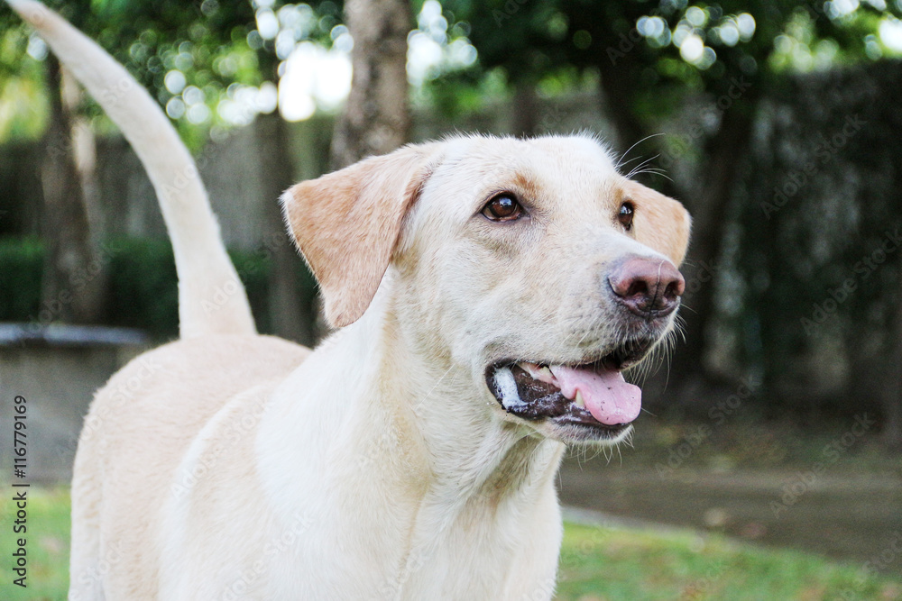 Hungry white labrador dog / White saliva from white labrador dog when she is hungry