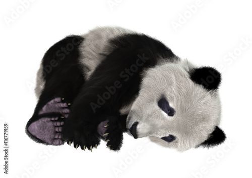 Fototapeta Naklejka Na Ścianę i Meble -  3D Rendering Panda Bear on White