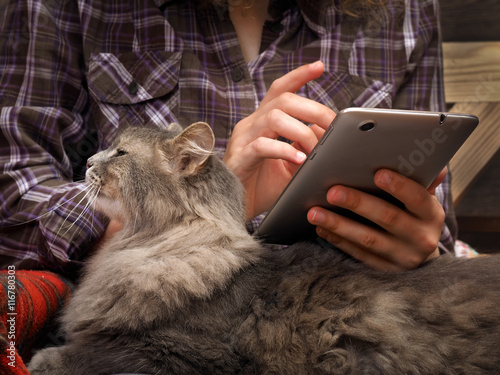 Female hands, teenager. The tablet. Fluffy gray cat. Concept, idea - the convenience, comfort, communication, computers comfortable © kozorog