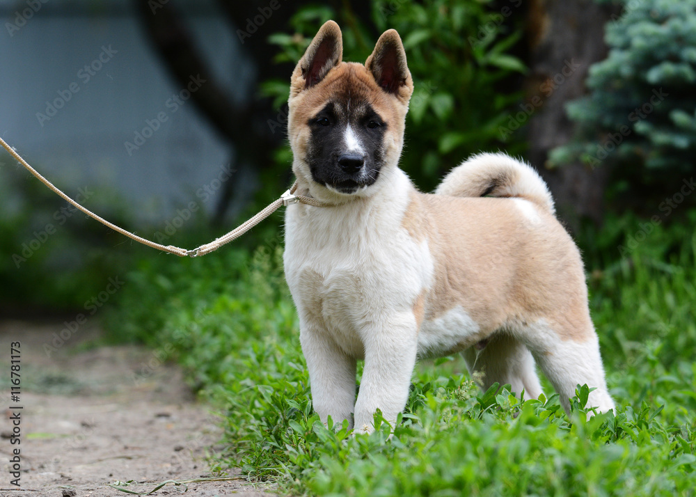 Puppy American Akita standing in grass