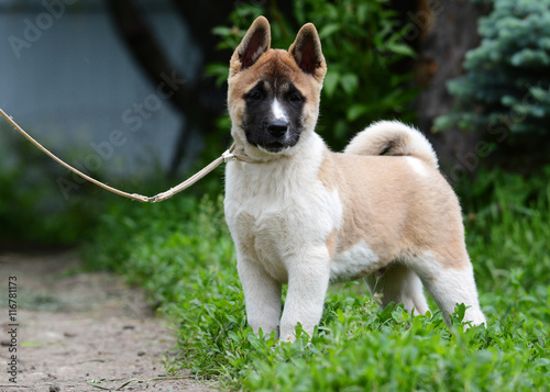 Obraz na płótnie Puppy American Akita standing in grass w salonie