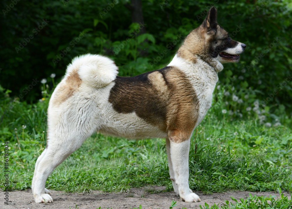 American Akita stand on green background