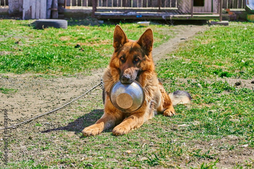 Naklejka premium German Shepherd dog holding in teeth a bowl to have meal.
