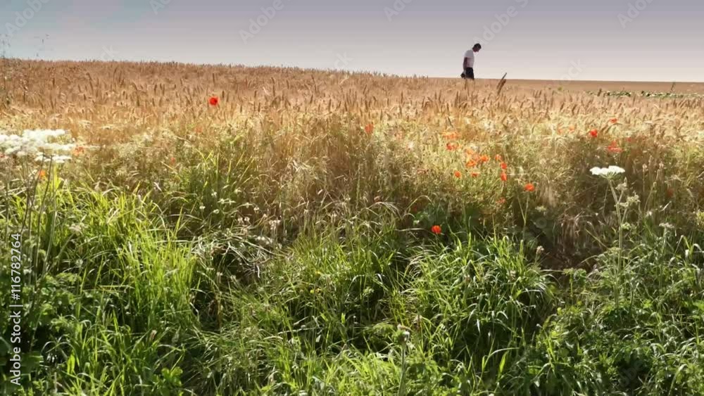 travelling sur un agriculteur inspectant ses champs travelling sur un agriculteur inspectant ses champs