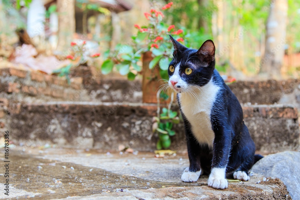 black cat with white spots