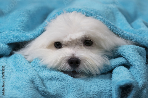 Adorable maltese dog wrapped on a blue blanket