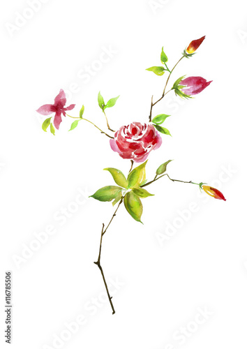 Branch Flower rose with buds, watercolor on an isolated white background