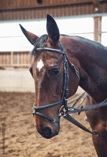 Well groomed brown horse wearing a bridle photo