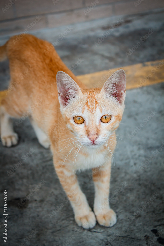 Thai stray cat.