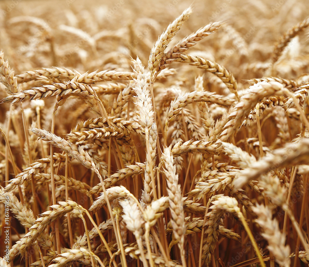 ears of wheat before the harvest ears of wheat before the harvest
