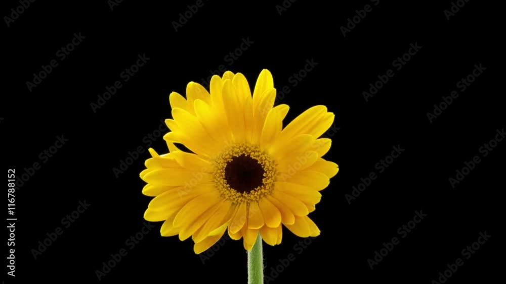 Beautiful time lapse of a daisy flower opening up. Beautiful time lapse of a daisy flower opening up.